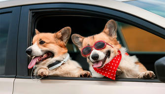 How to Prepare Your Car for Your First Road Trip with a Pet