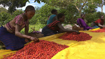 Coffee Cultures and Traditions, A World Tour in Every Sip